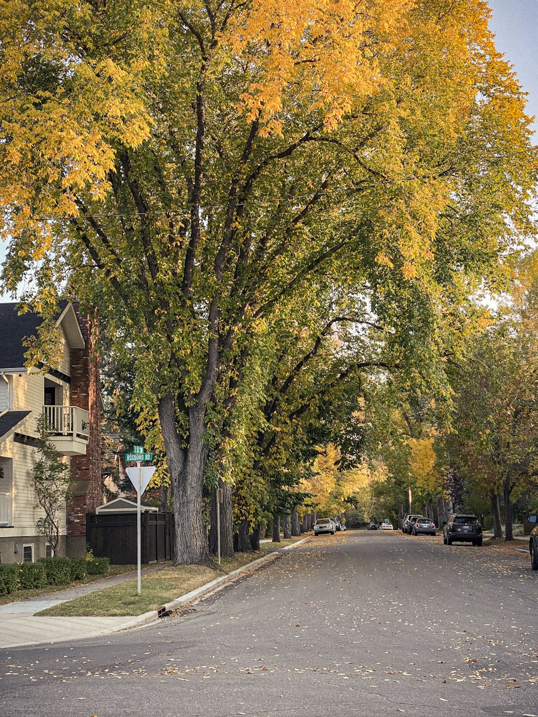 Yellow and green autumn leaves cover a residential street with parked cars.