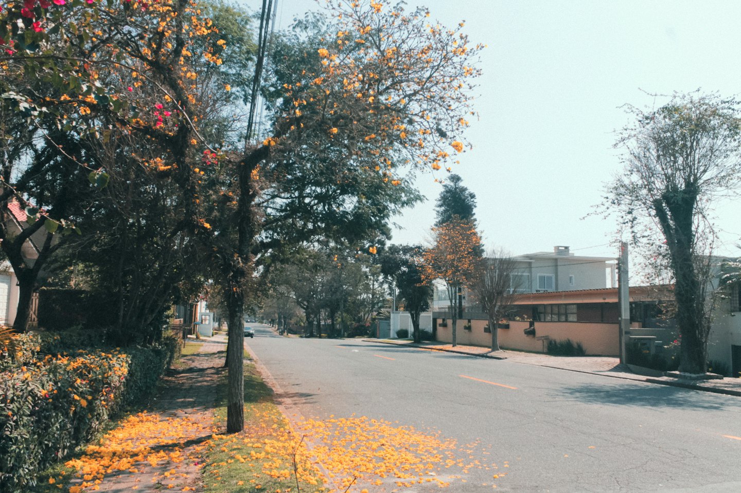 Blooming trees line a quiet residential street with fallen yellow flowers.